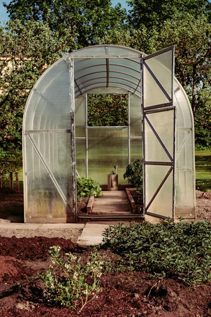Polycarbonate greenhouse in the garden, late summer