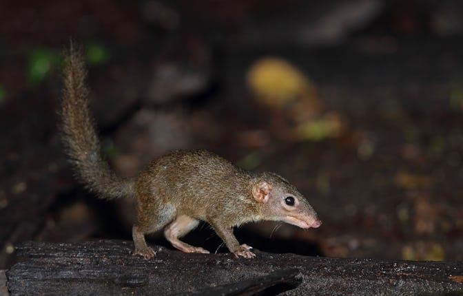 Northern Treeshrew (Tupaia belangeri) adult, standing on log, near Kaeng Krachan, Thailand