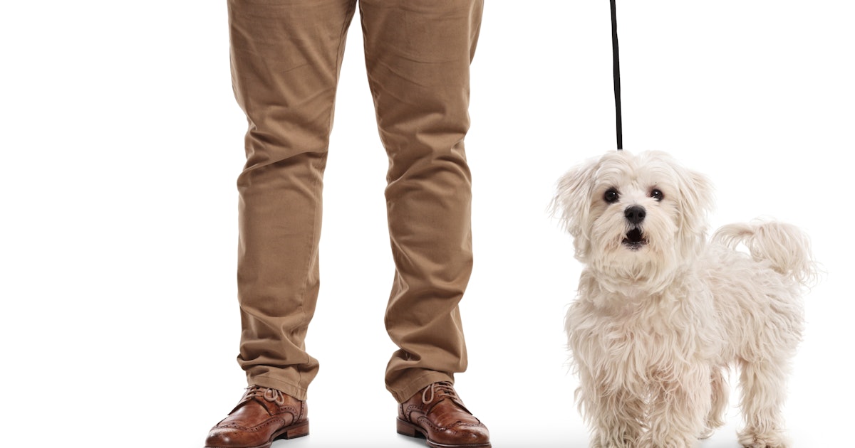 Fair Enough: Study Says Men Seem Less Intimidating While Walking a Small Dog