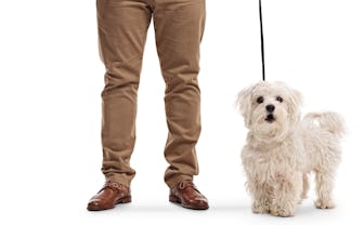 Full length portrait of a smiling mature man with a maltese poodle dog showing thumbs up isolated on...