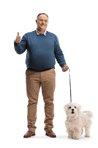 Full length portrait of a smiling mature man with a maltese poodle dog showing thumbs up isolated on...