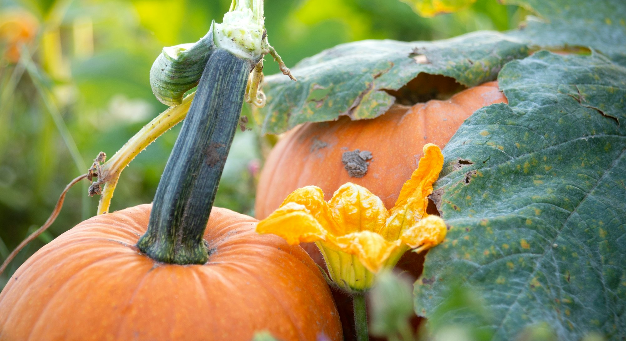 Two pumpkins on the vine in a pumpkin patch
