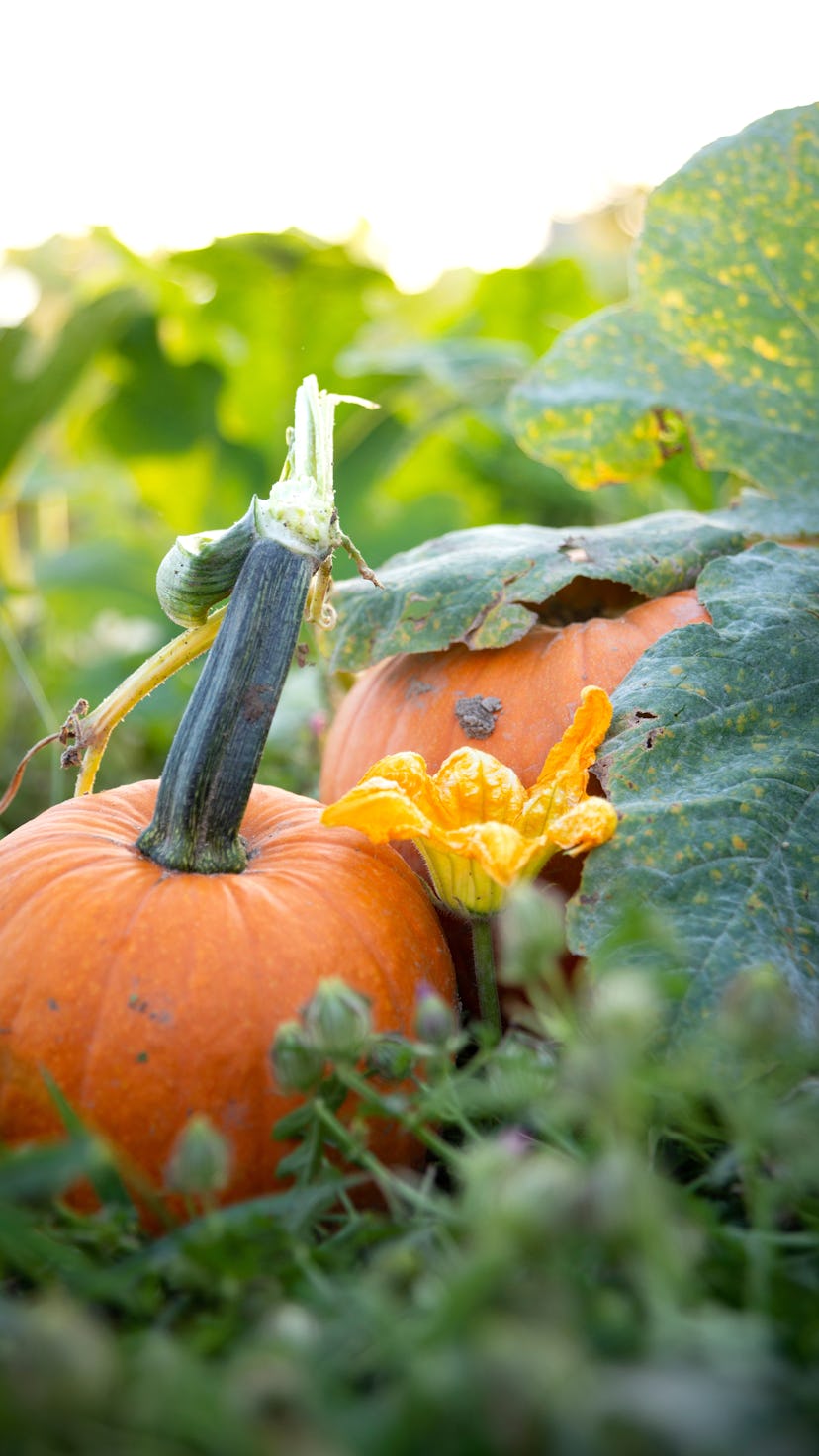 Two pumpkins on the vine in a pumpkin patch