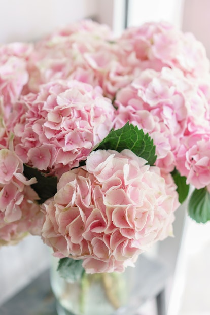 beautiful hydrangea flowers in a vase on a table . Bouquet of light pink flower. Decoration of home....