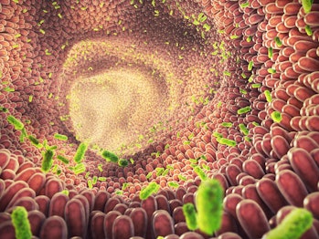 3d illustration of intestinal bacteria.  The gut microbiome helps control intestinal digestion and the immune system...