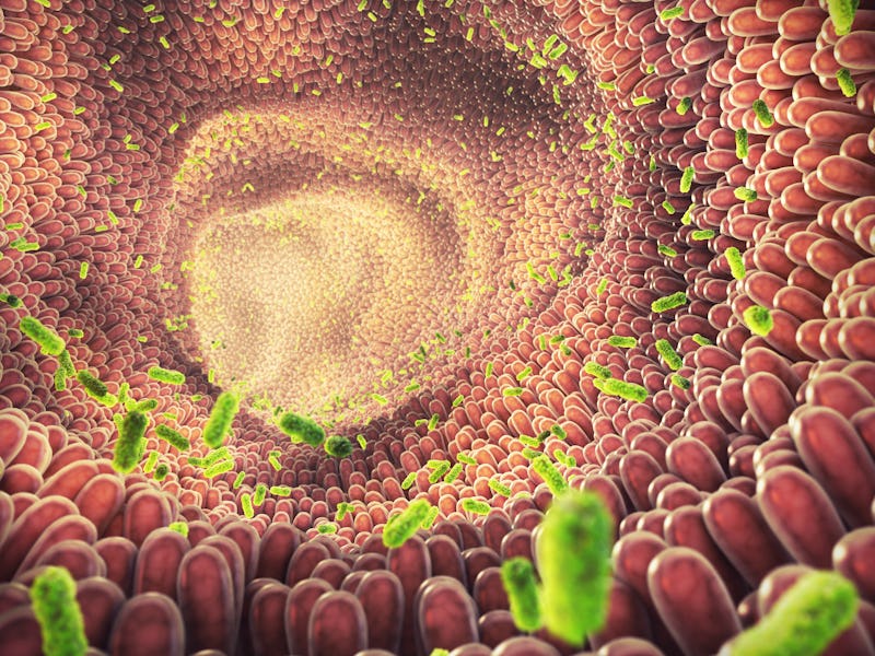 Intestinal bacteria 3d illustration. Gut microbiome helps control intestinal digestion and the immun...