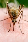 疟疾感染的蚊子叮咬。利什曼病脑炎黄热病登革热疟疾…