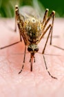 疟疾感染的蚊虫叮咬。利什曼病、脑炎、黄热病、登革热、疟疾……