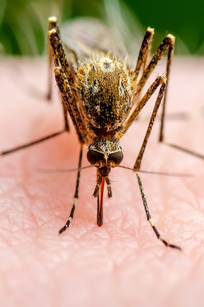 疟疾感染的蚊子叮咬。利什曼病脑炎黄热病登革热疟疾…