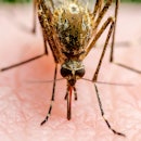 Malaria Infected Mosquito Bite. Leishmaniasis, Encephalitis, Yellow Fever, Dengue, Malaria Disease, ...