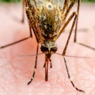 Malaria Infected Mosquito Bite. Leishmaniasis, Encephalitis, Yellow Fever, Dengue, Malaria Disease, ...