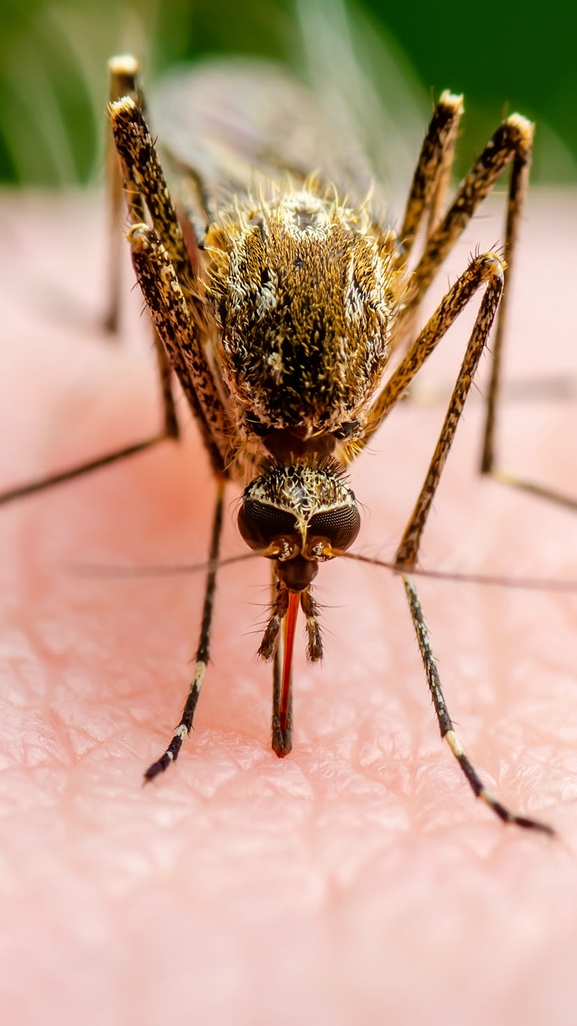 Malaria Infected Mosquito Bite. Leishmaniasis, Encephalitis, Yellow Fever, Dengue, Malaria Disease, ...