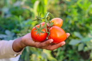 Close up of bunch of red tomatoes on hand. Tomatoe isolated on hand. Bunch of tomatoes on hand. Red ...