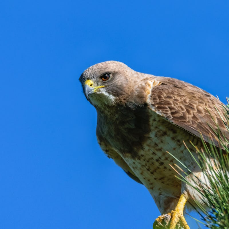 Close up of a hunting Swainson's Hawk on a pine tree branch. Wyoming prairie Wildlife USA