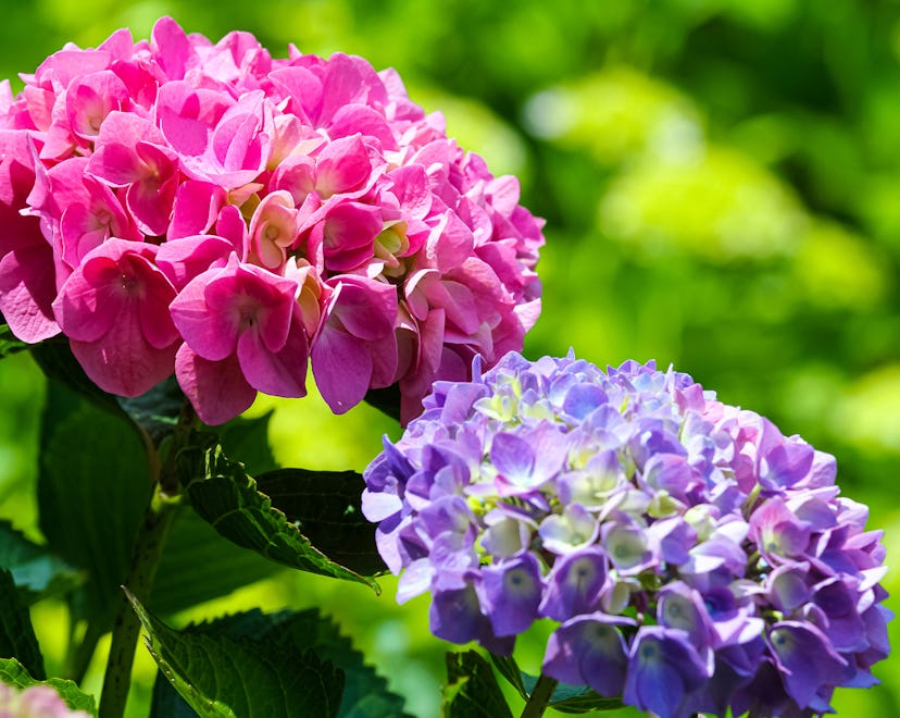 One purple and one pink hydrangeas, showcasing tips for growing hydrangeas.