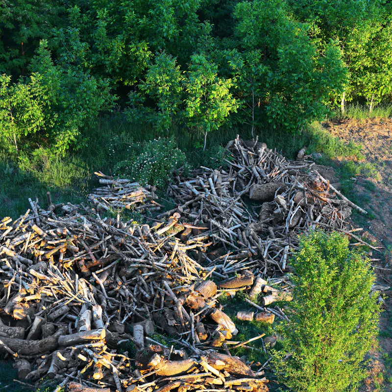 Extinct Forests Look: 82 species chronicle Earth's latest mass extinction