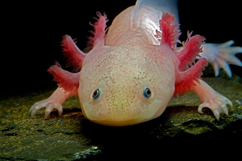 Axolotl (Ambystoma mexicanum) from front. Salamander black background 