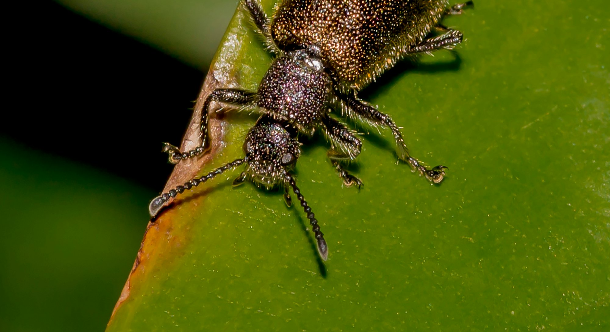 Lagria villosa Beetle on the Green Leaf (Besouro Idi Amin ou Bicho-Capixaba)