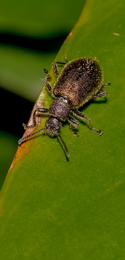 Lagria villosa Beetle on the Green Leaf (Besouro Idi Amin ou Bicho-Capixaba)