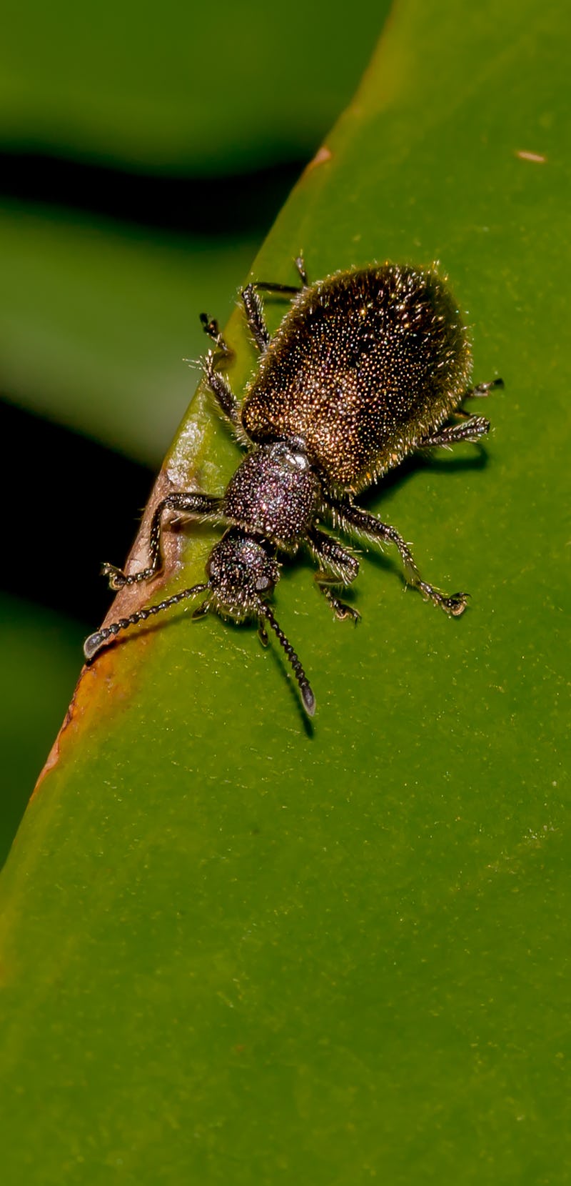 Lagria villosa Beetle on the Green Leaf (Besouro Idi Amin ou Bicho-Capixaba)