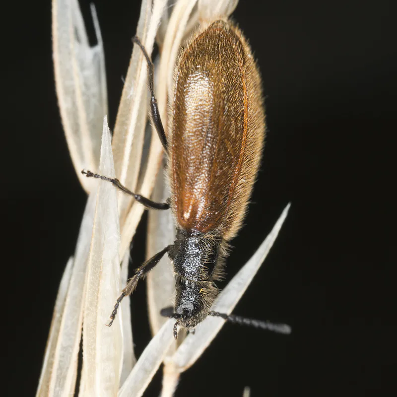 Lagria hirta on stem, macro photo