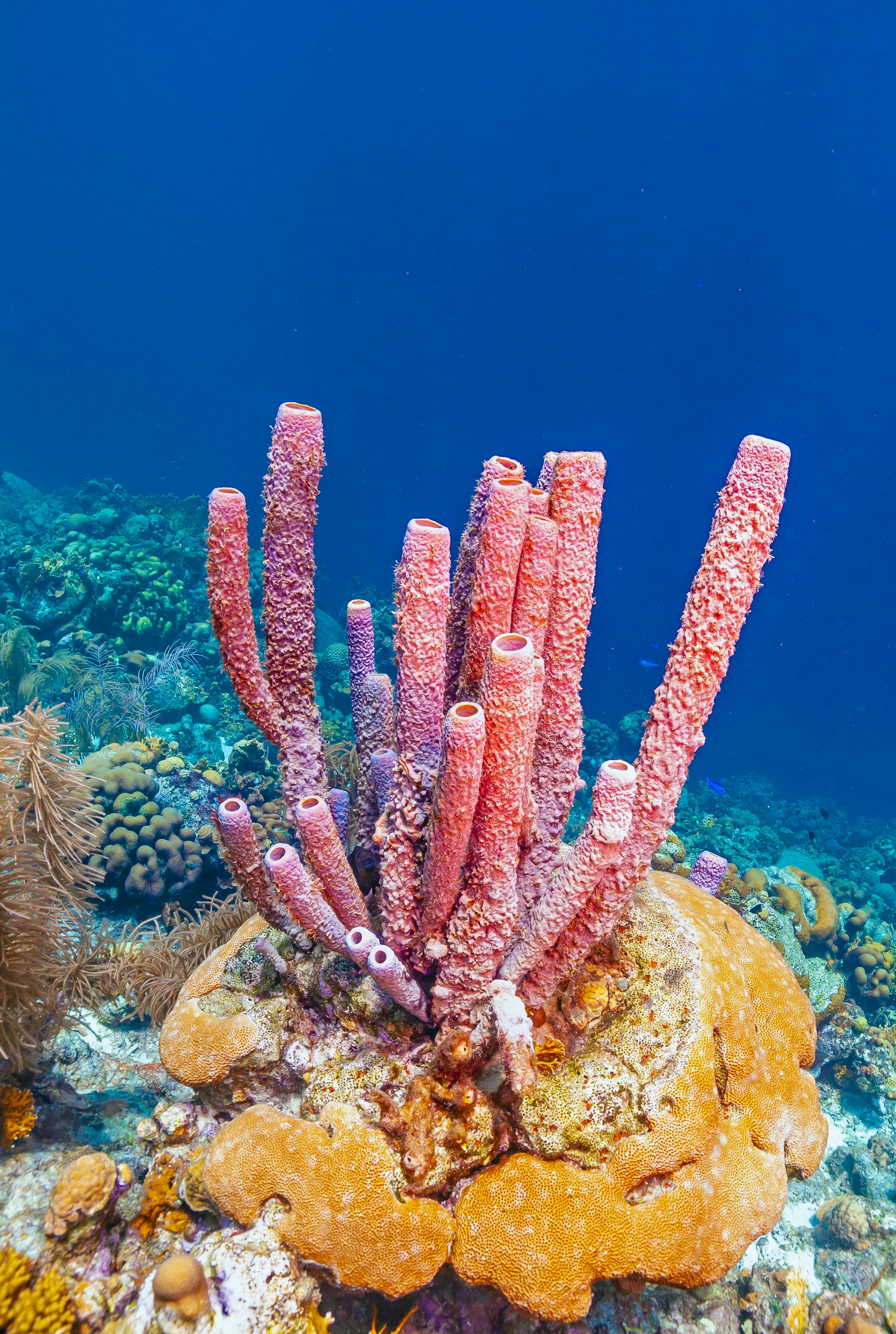 Watch sea sponges sneeze out stringy mucus in slow motion