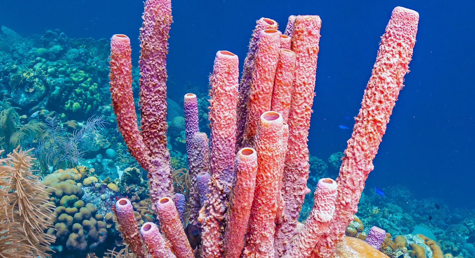 Stringy Sponge Watch sea sponges sneeze out stringy mucus in slow motion