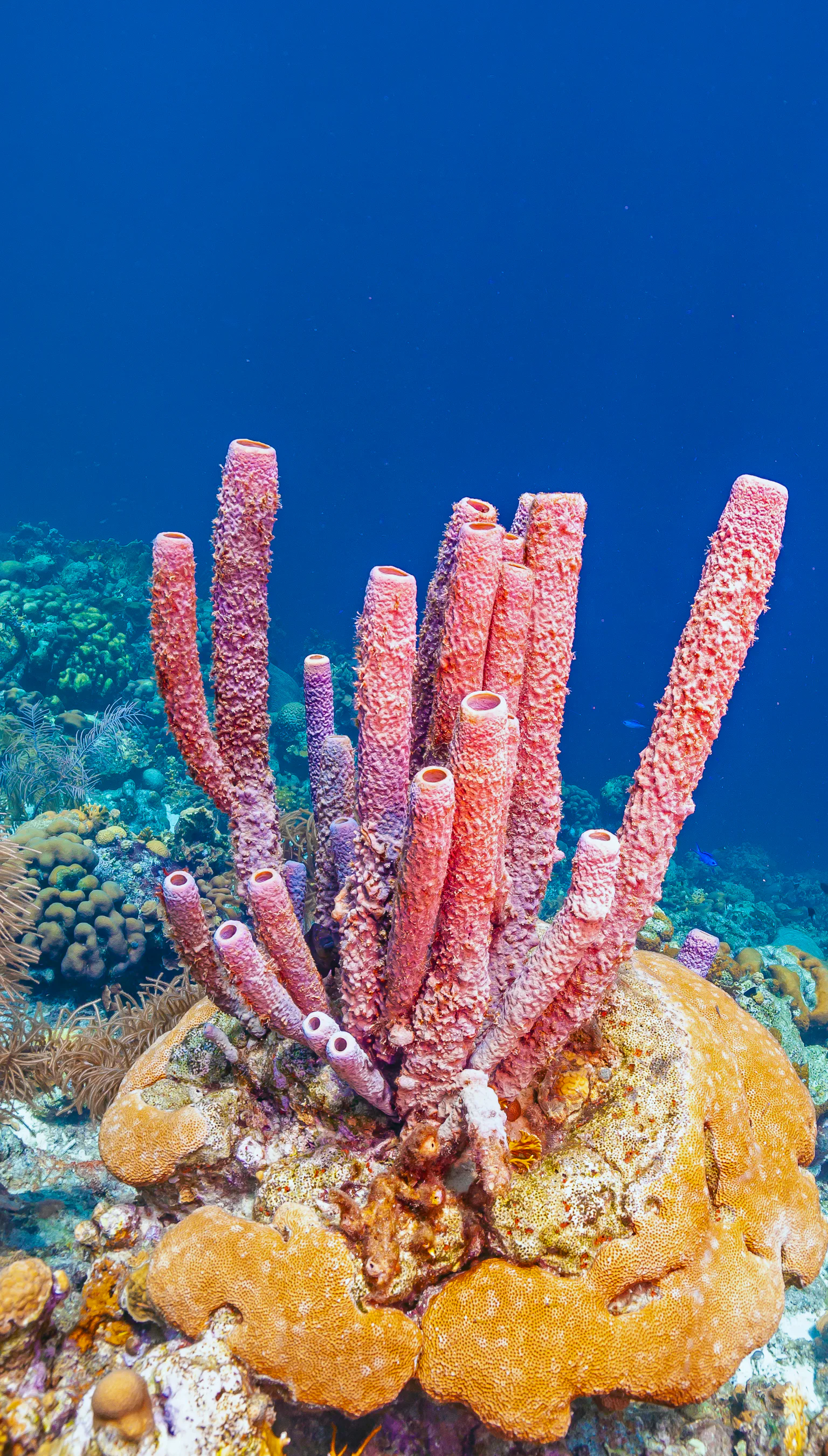 Stringy Sponge Watch sea sponges sneeze out stringy mucus in slow motion