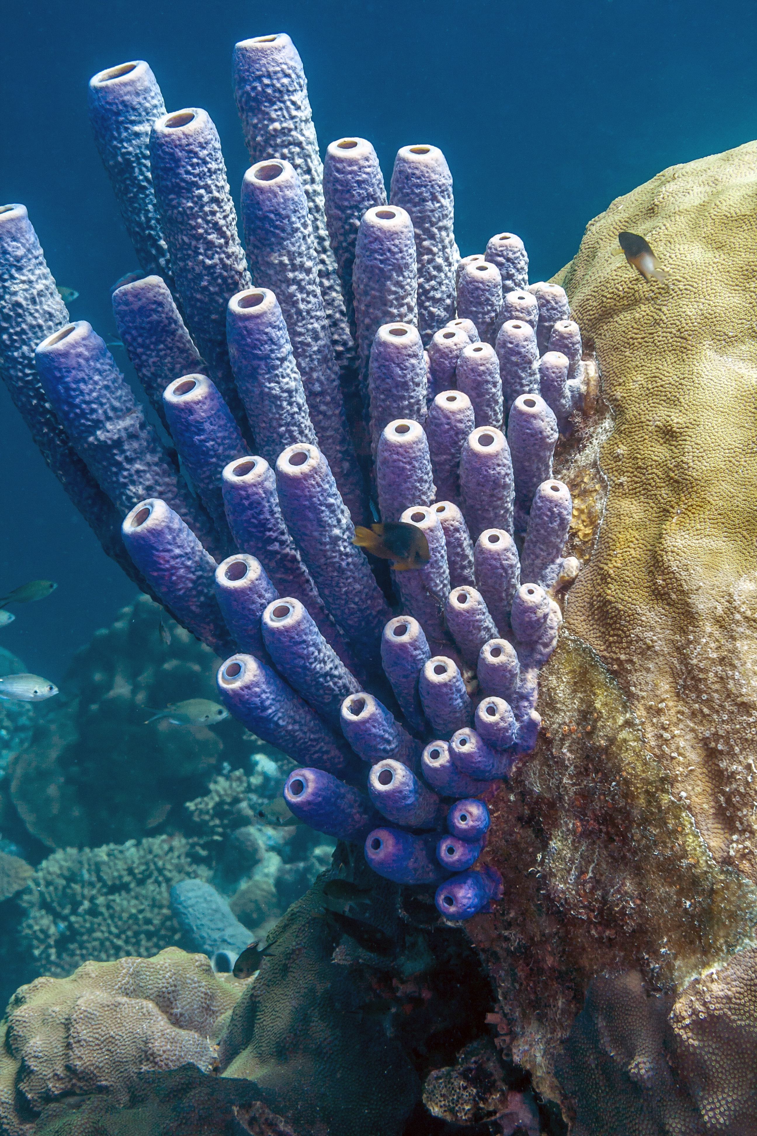 Watch sea sponges sneeze out stringy mucus in slow motion