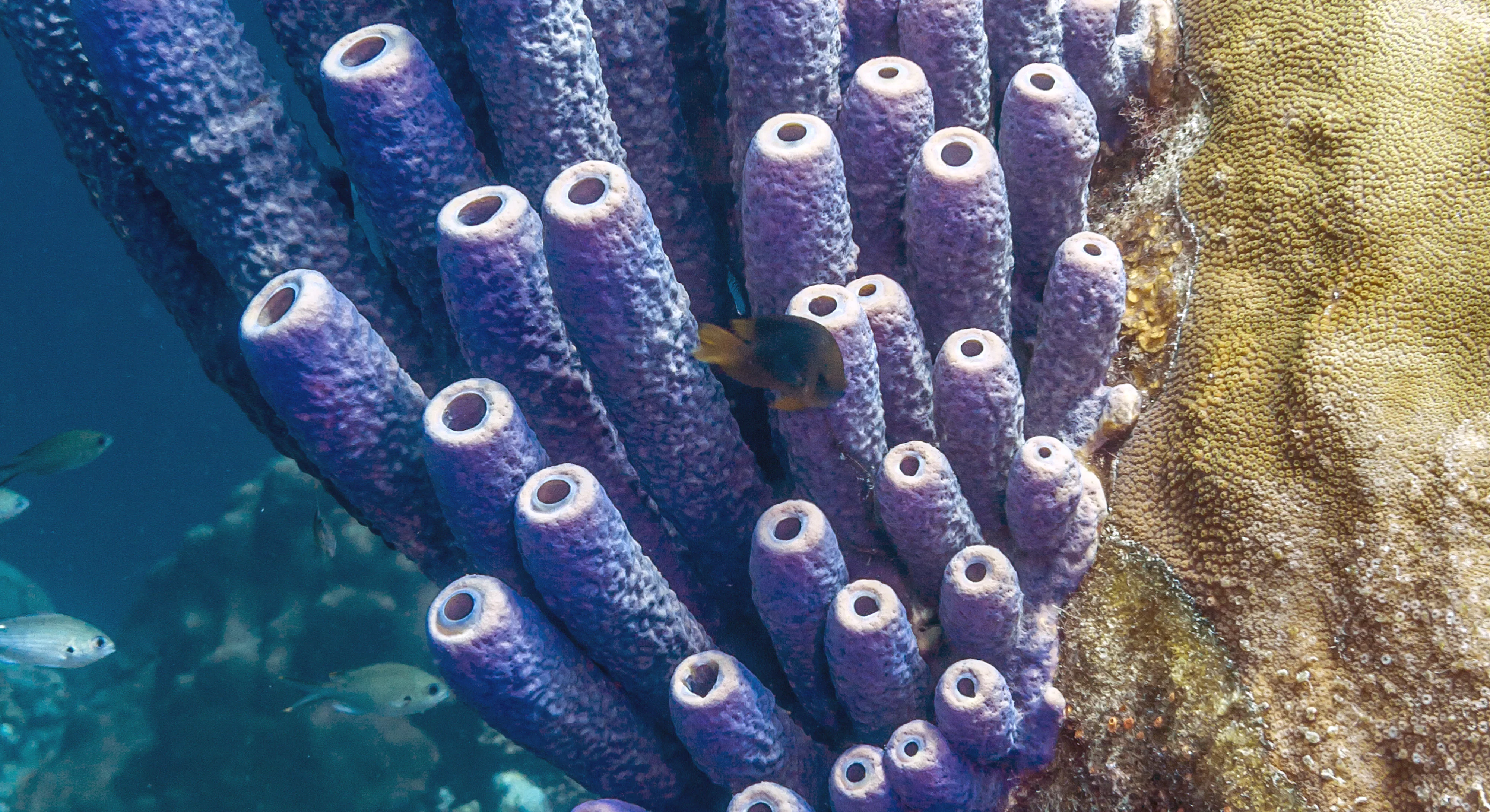 Stringy Sponge Watch sea sponges sneeze out stringy mucus in slow motion