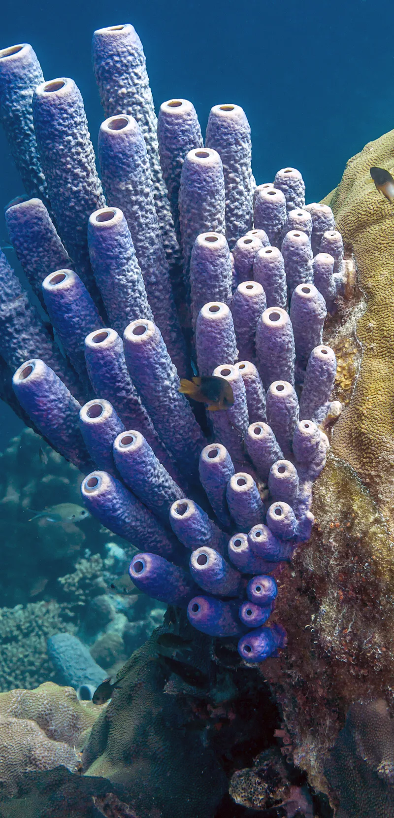 Stringy Sponge Watch sea sponges sneeze out stringy mucus in slow motion