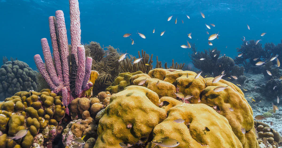 Stringy Sponge Watch sea sponges sneeze out stringy mucus in slow motion