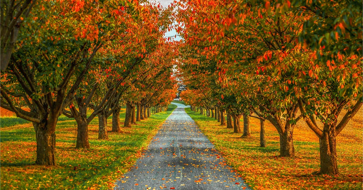 Diese Karten zeigen, wann das Herbstlaub seinen Höhepunkt erreicht Diese Karten zeigen, wann das Herbstlaub seinen Höhepunkt erreicht