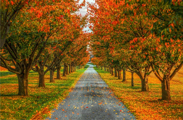 Autumn alley in the park. Alley road in autumn