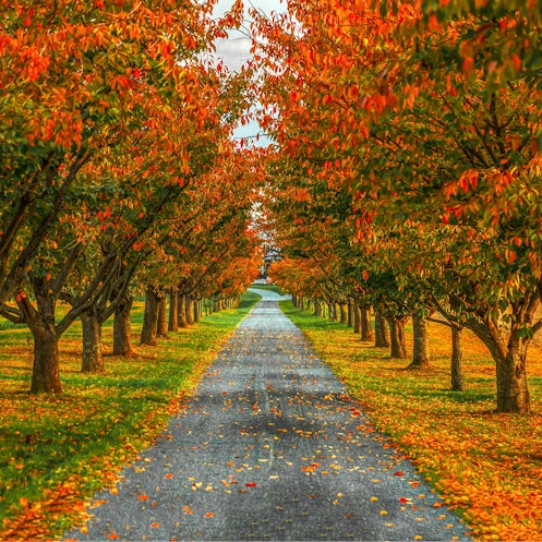 Autumn alley in the park. Alley road in autumn