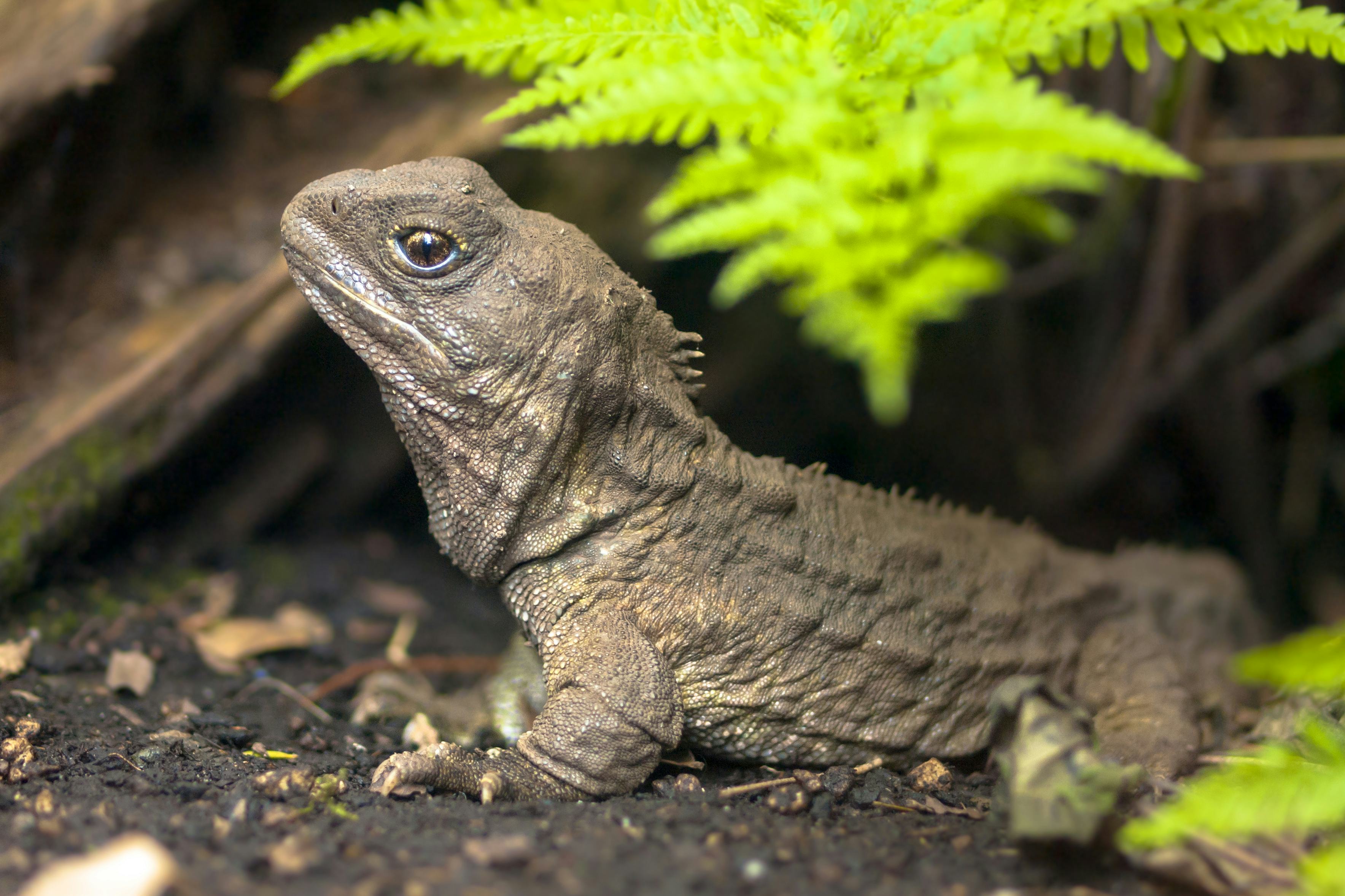 Tuatara, the living fossil, is a native and endemic reptile in new zealand. Animal in natural enviro...