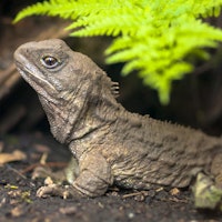 Tuatara, the living fossil, is a native and endemic reptile in new zealand. Animal in natural enviro...