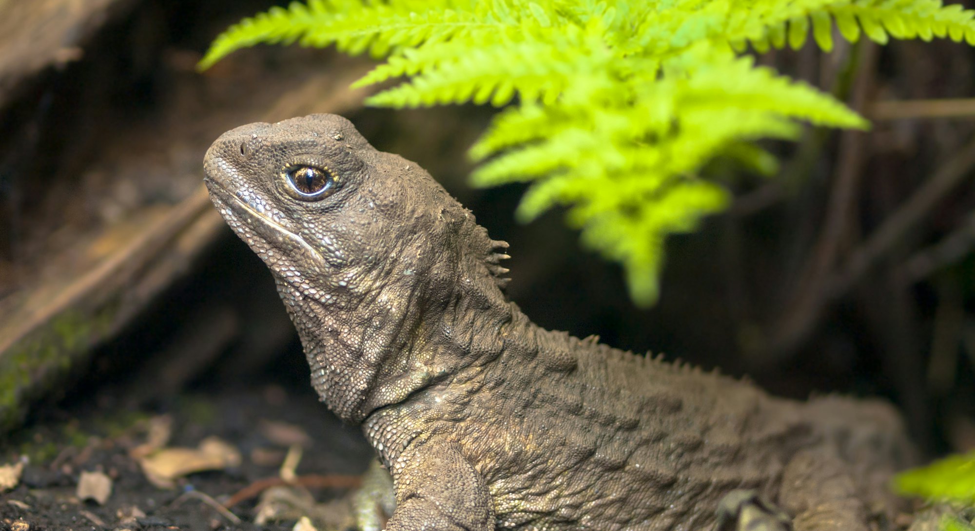 Tuatara, the living fossil, is a native and endemic reptile in new zealand. Animal in natural enviro...