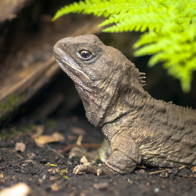 Tuatara, the living fossil, is a native and endemic reptile in new zealand. Animal in natural enviro...