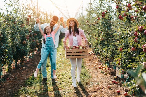 Happy family enjoying together while picking apples in orchard for these Instagram captions of apple...