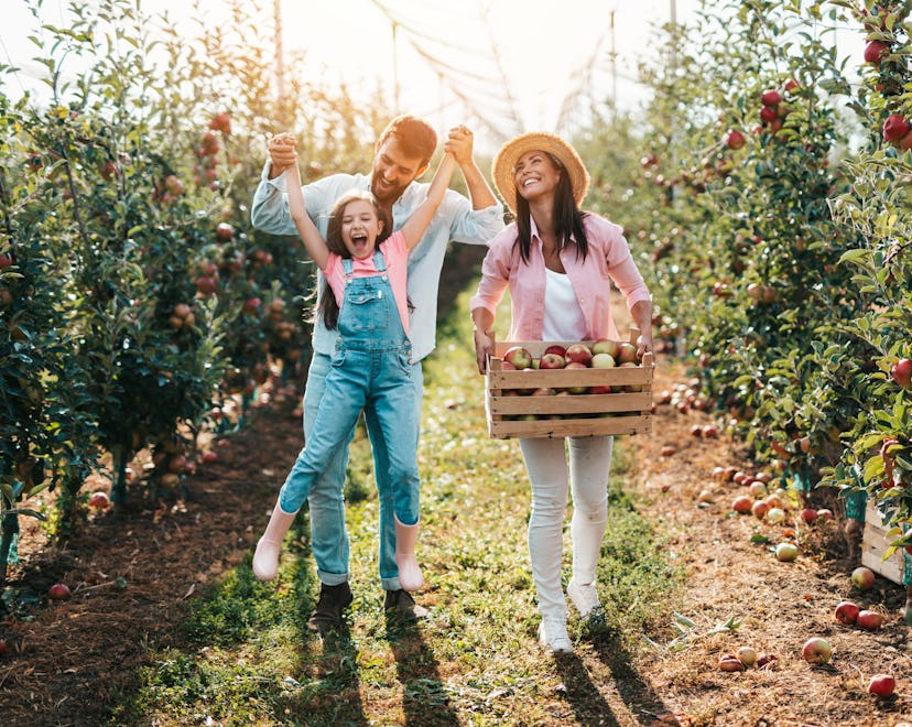 Happy family enjoying together while picking apples in orchard for these Instagram captions of apple...