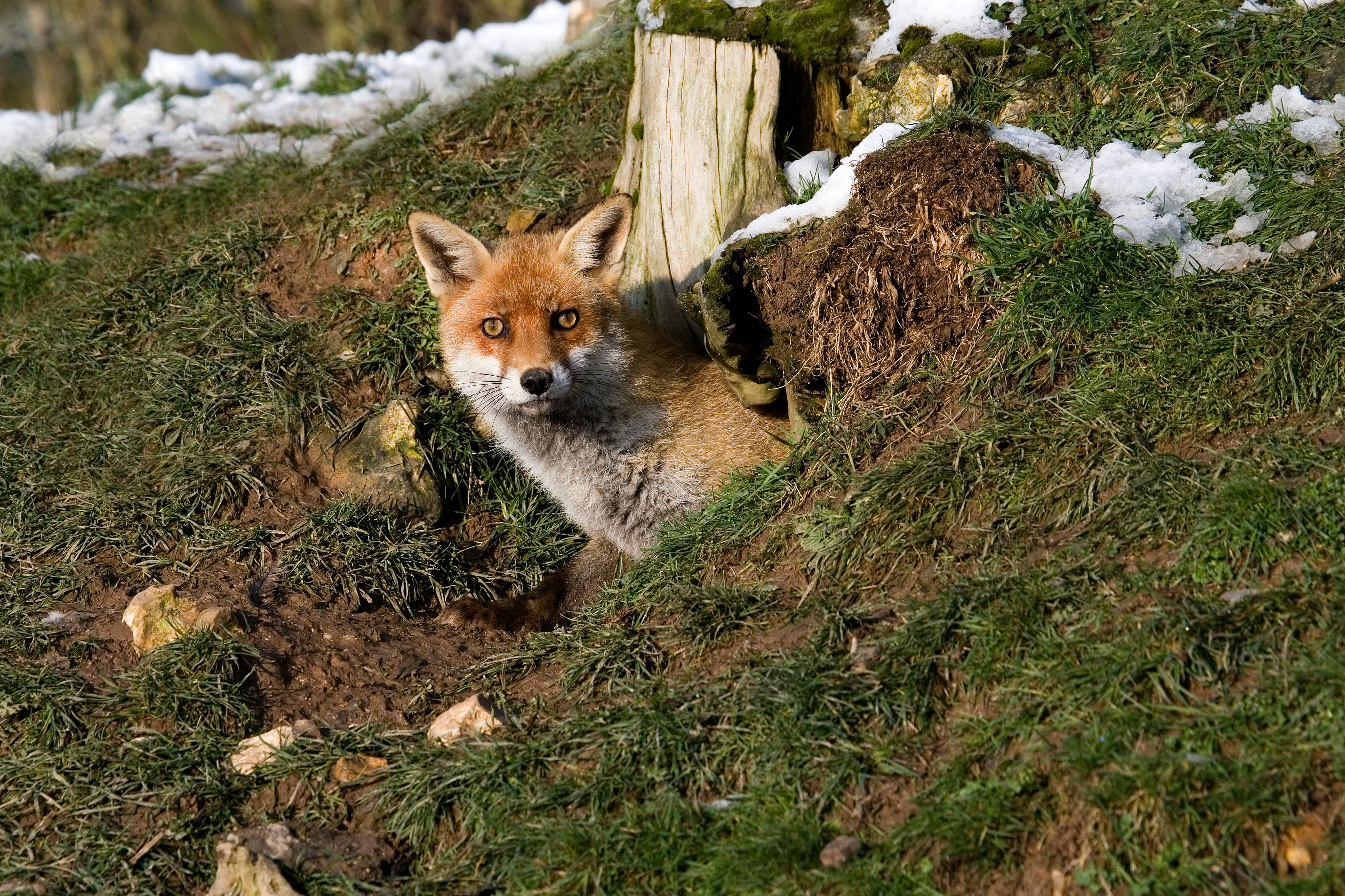 RED FOX vulpes vulpes, ADULT STANDING AT DEN ENTRANCE, NORMANDY IN FRANCE  