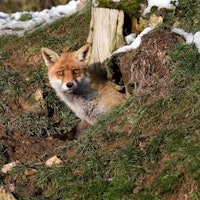 RED FOX vulpes vulpes, ADULT STANDING AT DEN ENTRANCE, NORMANDY IN FRANCE  