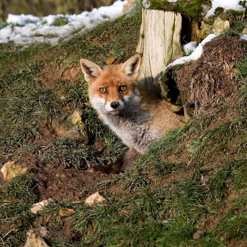 RED FOX vulpes vulpes, ADULT STANDING AT DEN ENTRANCE, NORMANDY IN FRANCE