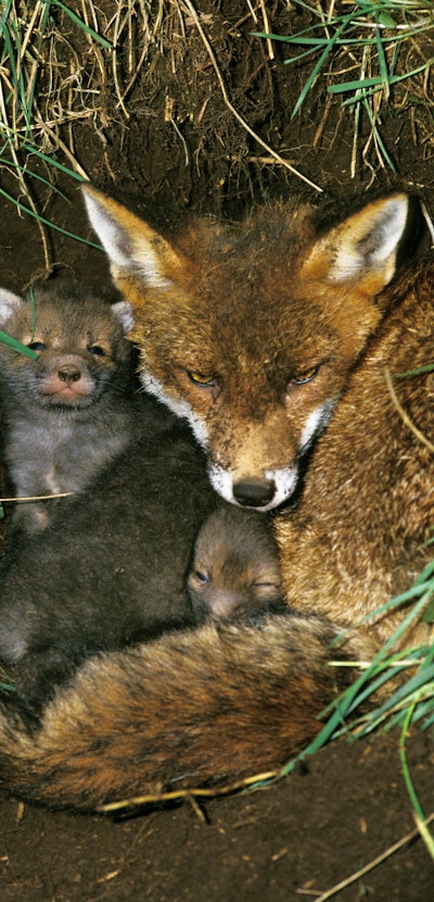 Red Fox, vulpes vulpes, Female with Cub at Den Entrance, Normandy  