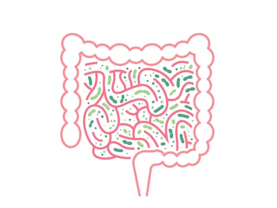 Lactobacillus Probiotics Icon. Normal gram-positive anaerobic microflora sign. Editable vector illus...