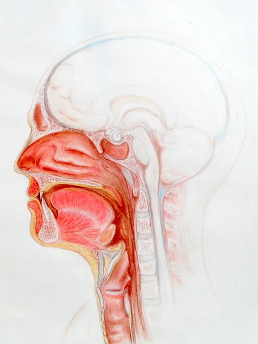 A detailed colour drawing of the upper repiratory tract together with the oral cavity and tongue and...