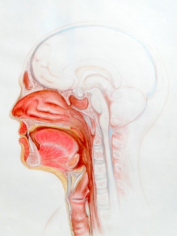 A detailed color drawing of the upper respiratory tract with the oral cavity and tongue and...