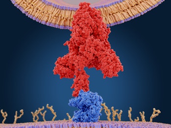 A proteína de pico de coronavírus (vermelho) medeia a entrada do vírus nas células hospedeiras.  Ele se liga ao angiot...