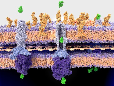 Antibiotic (streptomycin) molecules being expelled out of a bacterium through the TolC efflux-pump. ...